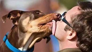狗狗為什麼喜歡舔人？並不只是「表達愛意」這麼簡單