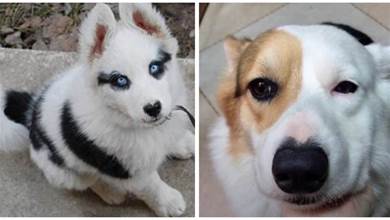 論眼線的重要性，狗狗用事實證明，畫了眼線後眼睛確實會變大！