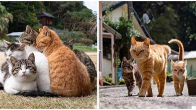 日本貓島上大佬們的悠閒時光，一窩一窩的曬太陽，畫面溫馨和諧