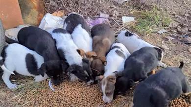 流浪狗在院子裡生產，卻引起鄰居的不滿，偷偷送走9只小狗