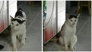 貓貓「齊劉海」搭配「媒婆痣」，簡直是「貓中極品」 ：有夠魔性！