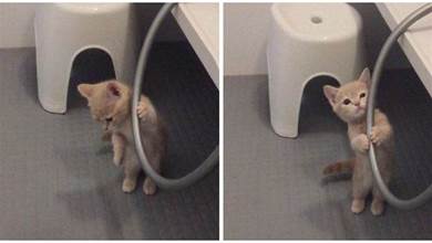 小貓不想洗澡，抱住水管賣萌求鏟屎官，網友：這麼可愛快放過牠啦~