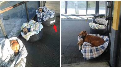 流浪狗無處可去，車站的好心人用舊輪胎給牠們當床：在這裡休息吧