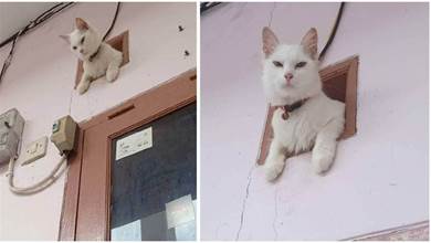網友裝了個「貓眼監控頭」，以為防盜會安全些，結果第二天貓丟了
