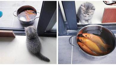 小奶貓望著門口的一大鍋魚，好惆悵：這魚比我還大
