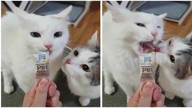 兩隻貓搶食物吃，結果下一秒令人笑噴，貓：哎，咬到我舌頭了