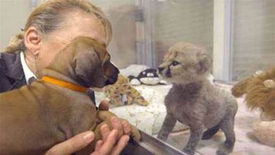 超暖小奶狗與失去媽媽的小獵豹共同長大，成為一輩子的好朋友，暖哭全網