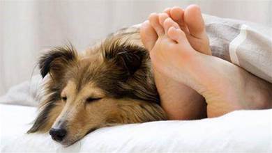 狗狗睡著了也沒有忘記愛主人，睡覺時這5個動作，說明牠超愛主人
