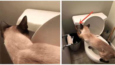 淘氣暹羅貓愛玩沖水馬桶，主人太無奈：主要是費水