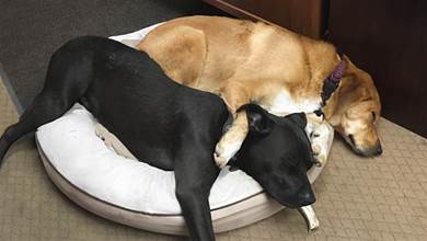 狗狗睡覺也有很多「怪癖」，這一切都代表「牠愛你」