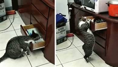 貓咪翻箱倒櫃找罐罐，開抽屜的動作好像人類，超不屑：難不到朕！