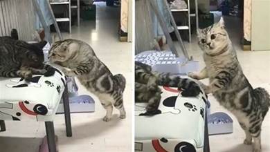 貓咪夫妻吵架，母貓歪頭瞪眼狂罵「渣貓！」，嚇壞公貓：偶錯了QQ