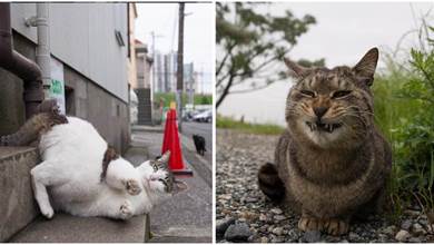 日本一貓爸專拍貓兒子「醜照」，照片上傳後網友們笑掉大牙