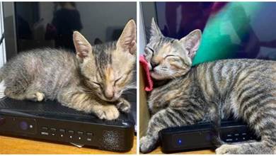 萌貓硬擠在小盒子上睡覺，還當自己是小寶寶，太可愛了~