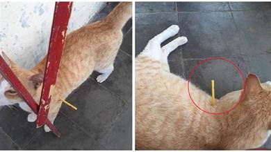 網友發現橘貓身上插小棍，嚇得扒開「傷口」，下一秒卻笑噴