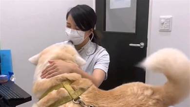 秋田犬去醫院打針，中途換成「男醫生」後，狗子秒變臉