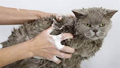 給貓咪洗澡，不是你想洗就能洗，首先掌握這3個洗貓小技巧
