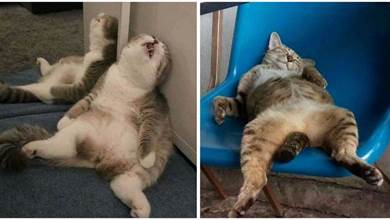 貓咪10張「放飛自我」的睡姿，笑噴網友，看完心情秒變好