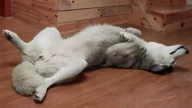 狗狗的5種睡覺姿勢大揭秘！這個姿勢說明牠很愛你