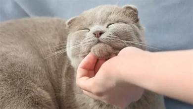 為什麼貓咪每次被主人摸下巴，就滿臉陶醉，是愛嗎？