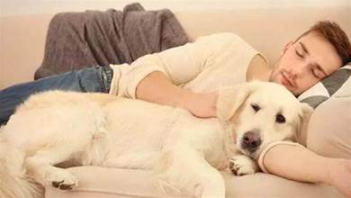 狗狗一旦有這些「睡姿」，說明寵主很幸福，狗狗是真的愛你