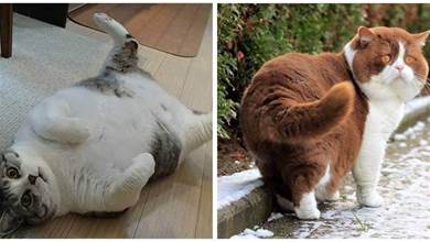 貓咪肥胖有多嚴重？別總覺得胖點可愛，再不重視可能引發病症