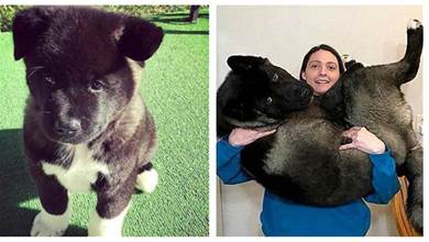 養了只日本國狗，才三個月大就有40斤，過了半年竟然變成「巨犬」