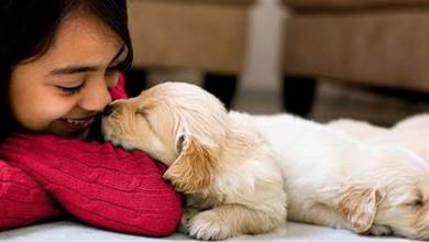 狗狗頻繁舔你就是喜歡你？別「自作多情」了，還有這幾個意思