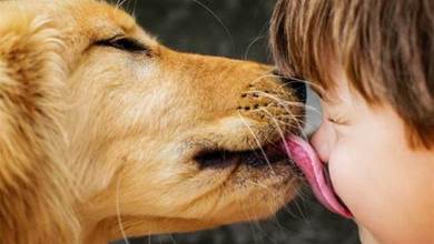 狗狗舔人的六大好處，知道後，你還忍心拒絕牠嗎？
