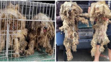 狗狗流浪10個月，被人嘲笑是「拖把」，志願者們花三小時剃毛，好心疼