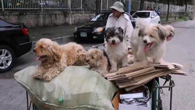 5只流浪狗不離不棄，每天陪「阿貝」收廢品，牠們是彼此的家人