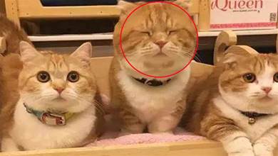 明明是貓媽媽的同一窩小貓，可偏偏有一隻特別胖，大橘基因啦！