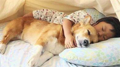 狗子的5種「睡姿」，代表著不同的含義，你家是哪種？