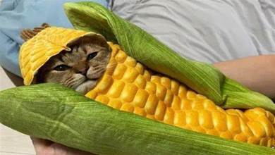 鏟屎官給貓咪買了個「超酷睡袋」，只露出小腦袋，網友：這玉米喵怎麼買