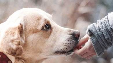 狗狗總舔你的手腳，不僅僅是對你友好，而是是有話對你說