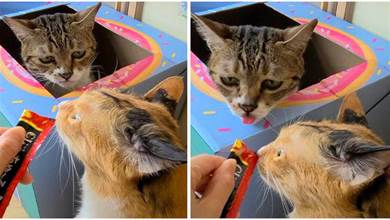 貓咪看到同伴在吃貓條，牠伸出小舌頭表情好委屈：偶也想吃