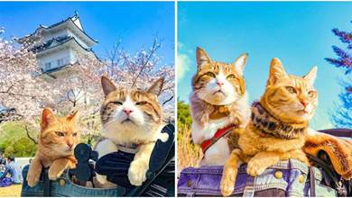 日本夫婦帶貓旅行8年，走遍47座城市！網友：還缺貓嗎？我可以~