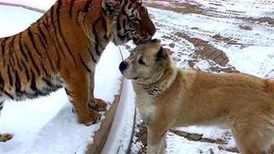 狗狗去看望一起長大的老虎，老虎一眼認出狗兄弟：好想念你~