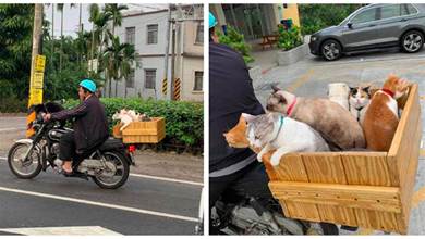 6只貓咪坐在摩托車的後座上，主人帶著牠們去兜風：太拉風了