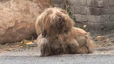 狗狗在廢棄房子生活2年，全身毛髮打結像拖布，忠心等主人回來