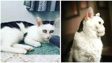 貓咪兩年沒人收養，只因長了「明星相」，網友哭笑不得：真的吸不動