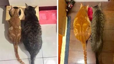 收養小橘和原住貓放一起養，誰知原住貓越養越瘦，而小橘變成PLUS