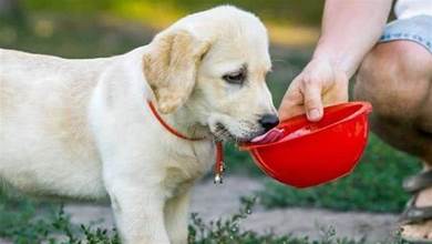 狗狗喝水也有講究，這幾種「水」只會危害狗狗健康，寵主千萬別喂