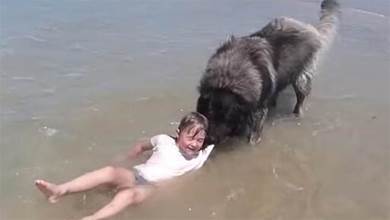 暖哭！忠心狗狗看到小主人被海浪沖倒，上前營救：別怕，我來了！