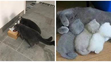 兩隻藍貓配對，生了3只小奶貓，主人看見毛色懵了：沒墨了嗎？
