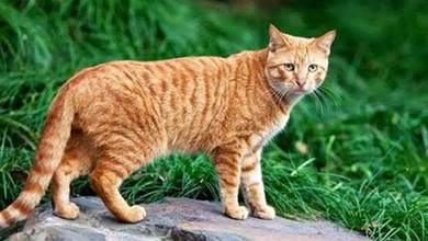 這5種貓貓奴公認「最好養」，中華田園貓上榜，有你家貓嗎？