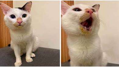 貓咪偷喝了南瓜粥，一臉無辜裝傻，主人：你嘴角有證據欸