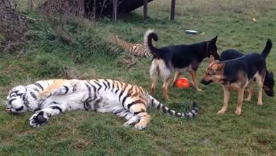 3只德牧進入老虎園區，把小老虎當貓咪欺負，結果被虎媽看到了