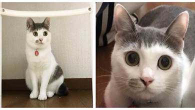 長劉海的貓貓超有型，臉上還有「媒婆痣」  網笑：太有喜感！