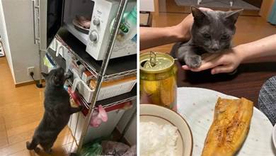 貪吃貓咪整天只想偷吃，看到餐桌上的魚蠢蠢欲動：給偶吃啦